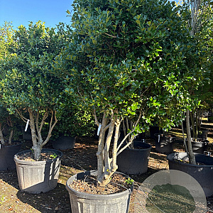 Ilex cornuta 200-225 cm container paraplu