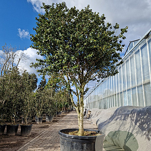Ilex cornuta 225-250 cm container paraplu