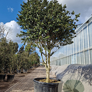 Ilex cornuta 225-250 cm container paraplu