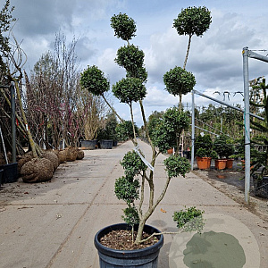 Ilex crenata 120-140 cm container pompon