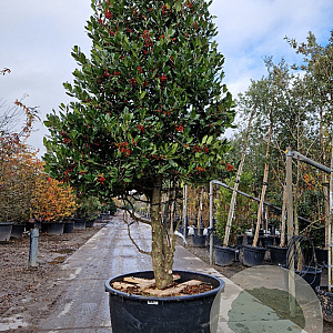 Ilex 'Nellie R. Stevens' 250-300 cm cont. 230L paraplu