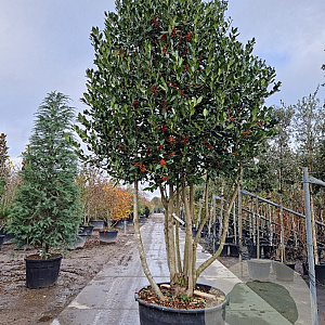 Ilex 'Nellie R. Stevens' 300-350 cm cont. 285L solitair