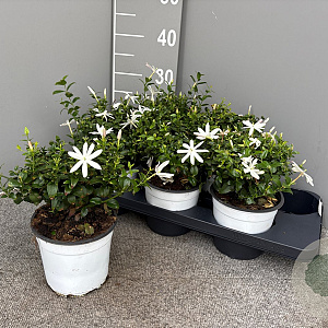 Jasminum multipartitum GM P17