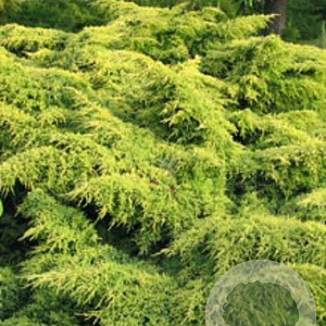 Juniperus pf. 'Starlight' 100-125 cm container