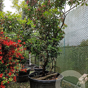 Kalmia latifolia 200-250 cm cont. 280L
