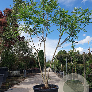 Koelreuteria paniculata 250-300 cm container meerstammig