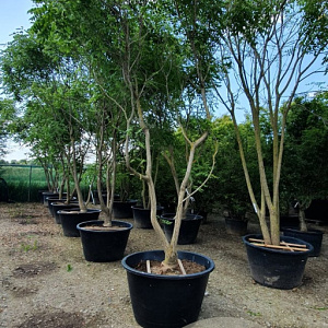 Koelreuteria paniculata 350-400 cm container meerstammig