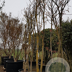 Koelreuteria paniculata 350-400 cm container meerstammig