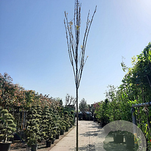 Koelreuteria pan. 'Fastigiata' 200 cm stam container 16-18 leiboom