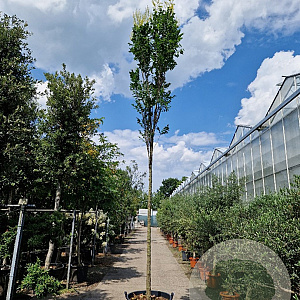 Koelreuteria pan. 'Fastigiata' 220 cm stam container 16-18