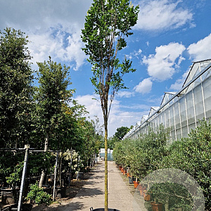 Koelreuteria pan. 'Fastigiata' 220 cm stam container 18-20 lei 150x120