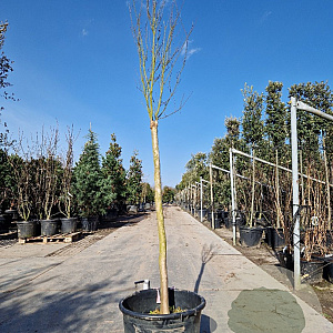 Lagerstroemia Black Solit. Series 120 cm stam container 12-14