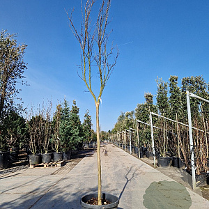 Lagerstroemia Dynabite 120 cm stam container 10-12