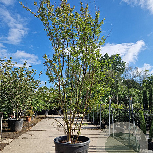 Lagerstroemia Dynabite 250-300 cm container meerstammig