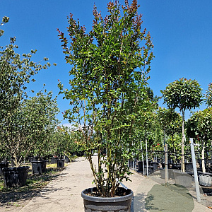 Lagerstroemia i. 'Country Red' 250-300 cm cont. 95L