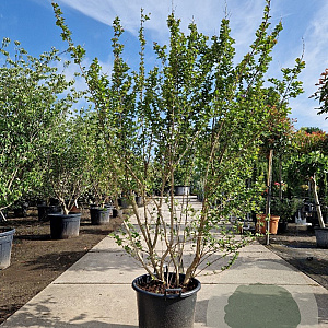 Lagerstroemia indica 200-250 cm container meerstammig extra