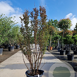 Lagerstroemia indica 200-250 cm container meerstammig extra