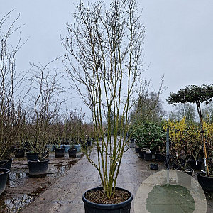Lagerstroemia indica 350-400 cm container meerstammig