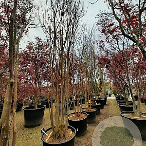 Lagerstroemia indica 450-500 cm container meerstammig