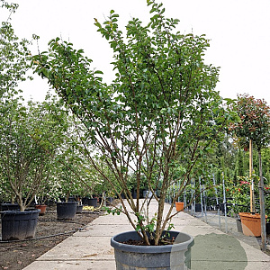 Lagerstroemia i. 'Petite Pink' 200-250 cm container meerstammig extra