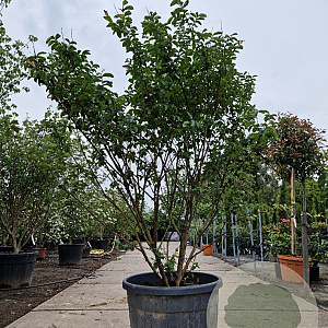Lagerstroemia i. 'Petite Pink' 200-250 cm container meerstammig extra