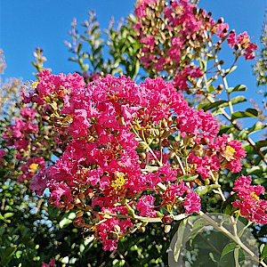 Lagerstroemia i. 'Petite Red' 250-300 cm container meerstammig