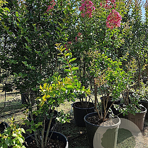 Lagerstroemia i. 'Petite Red' 250-300 cm container meerstammig