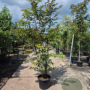 Lagerstroemia 'Natchez' 200-250 cm container meerstammig extra