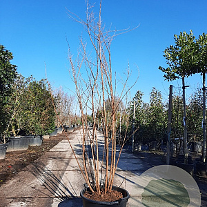 Lagerstroemia 'Natchez' 200-250 cm container meerstammig extra