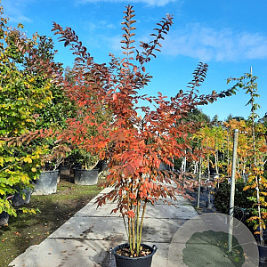 Lagerstroemia 'Natchez' 200-250 cm container meerstammig extra