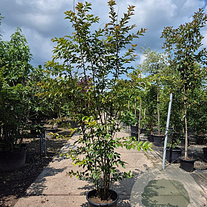 Lagerstroemia 'Natchez' 200-250 cm container meerstammig extra