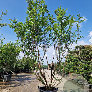 Lagerstroemia 'Natchez' 250-300 cm container meerstammig