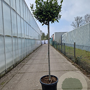 Laurus nobilis 140 cm stam container 40-50 bol