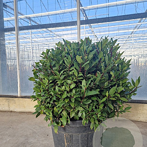 Laurus nobilis 50-60 cm 35L bol