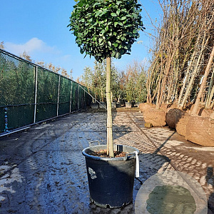 Laurus nobilis 90 cm stam container bol