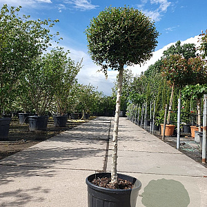 Ligustrum delavayanum 80 cm stam 25L bol 40-50