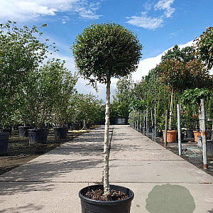 Ligustrum delavayanum 80 cm stam 25L bol 40-50