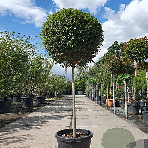 Ligustrum delavayanum 80 cm stam 35L