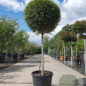 Ligustrum delavayanum 80 cm stam 35L