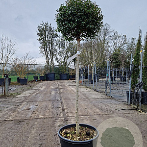 Ligustrum delavayanum 80 cm stam container bol 60-80