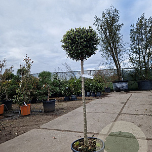 Ligustrum delavayanum 80 cm stam container bol 60-80