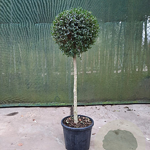 Ligustrum delavayanum 80 cm stam container bol 60-80