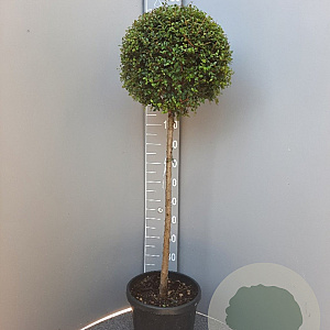 Ligustrum delavayanum 80 cm stam container bol 60-80