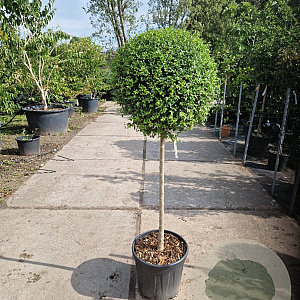 Ligustrum delavayanum 80 cm stam container bol 50-60