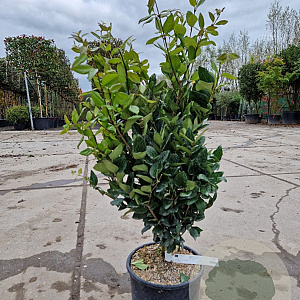 Ligustrum j. 'Texanum' 60-80 cm 10L