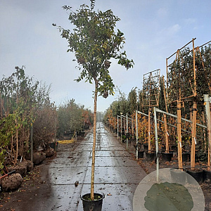 Ligustrum luc. 'Argenteum' 220 cm stam cont. 300L stam