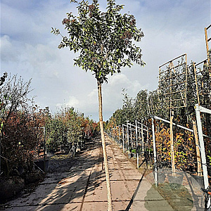 Ligustrum luc. 'Argenteum' 220 cm stam 30L 16-18