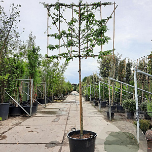 Liquidambar styraciflua 180 cm stam container 16-18 lei 180x120