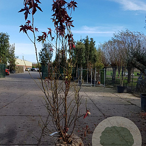 Liquidambar s. 'Worplesdon' 350-400 cm container meerstammig