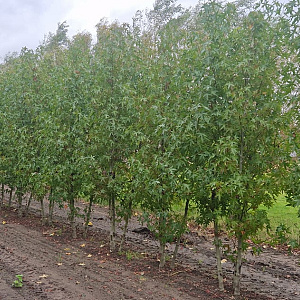 Liquidambar s. 'Worplesdon' 400-450 cm container meerstammig